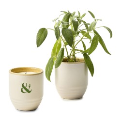Modern Sprout® Garden Vibes Candle/Planter - Golden Moments-Sage