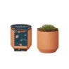 Modern Sprout® Tiny Terracotta Grow Kit Thank You Daisies - Terracotta