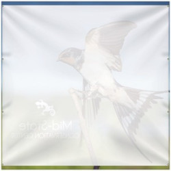 Rear view of banner