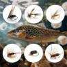 Six Fly-Fishing Flies in Kit