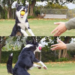 Durable Dog Chewing Ball