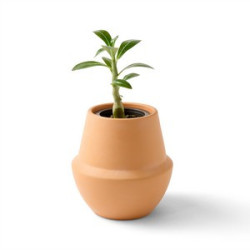 Modern Sprout® Modern Terracotta Grow Kit Bonsai - Terracotta