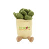 70003 succulent front image