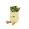 70003 succulent angled image